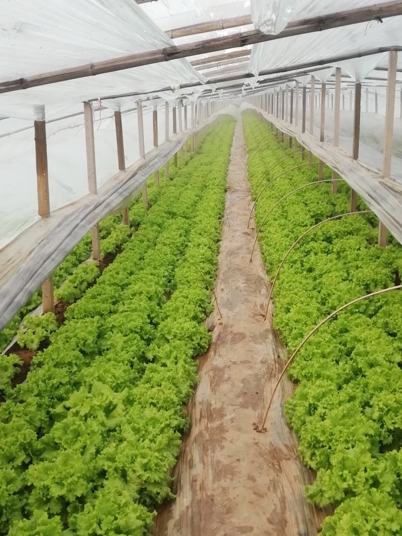 生菜苦菊大量上市