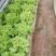 生菜苦菊大量上市