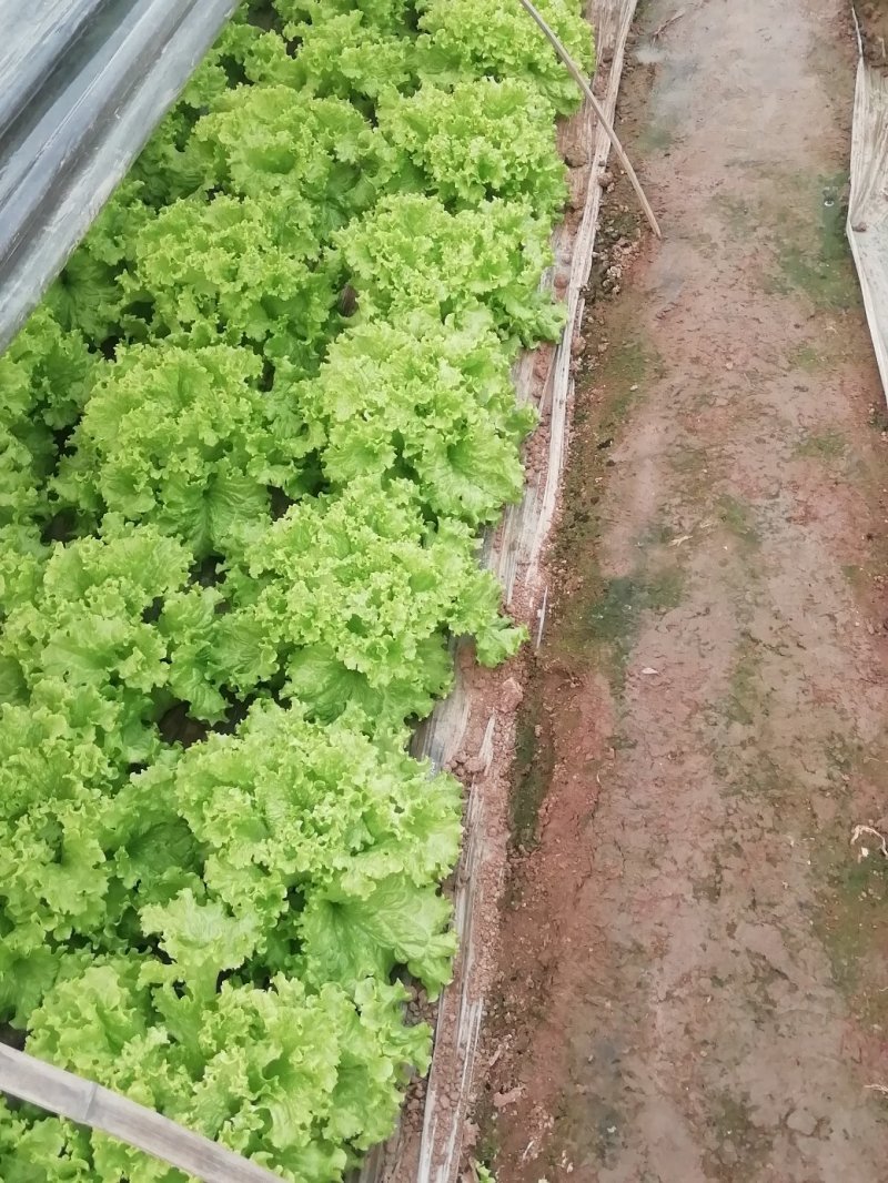 生菜苦菊大量上市