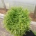 苦菊