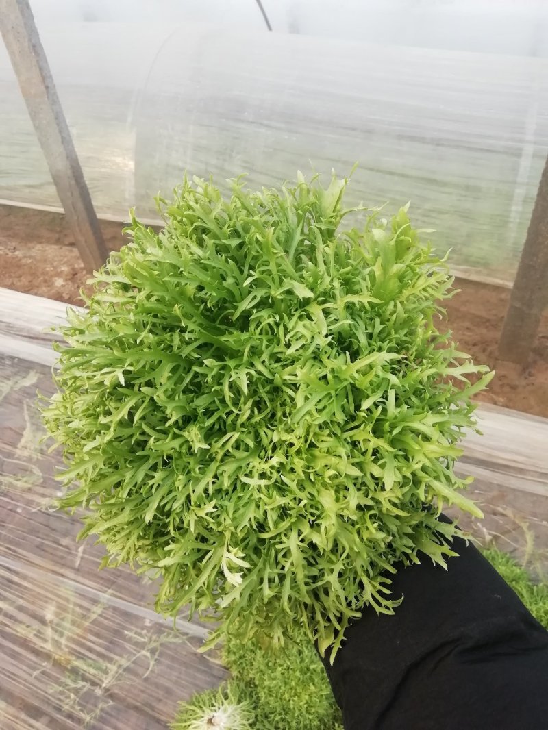 苦菊