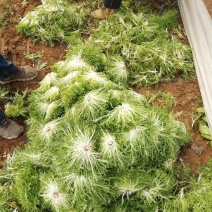苦菊