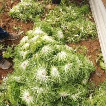 苦菊
