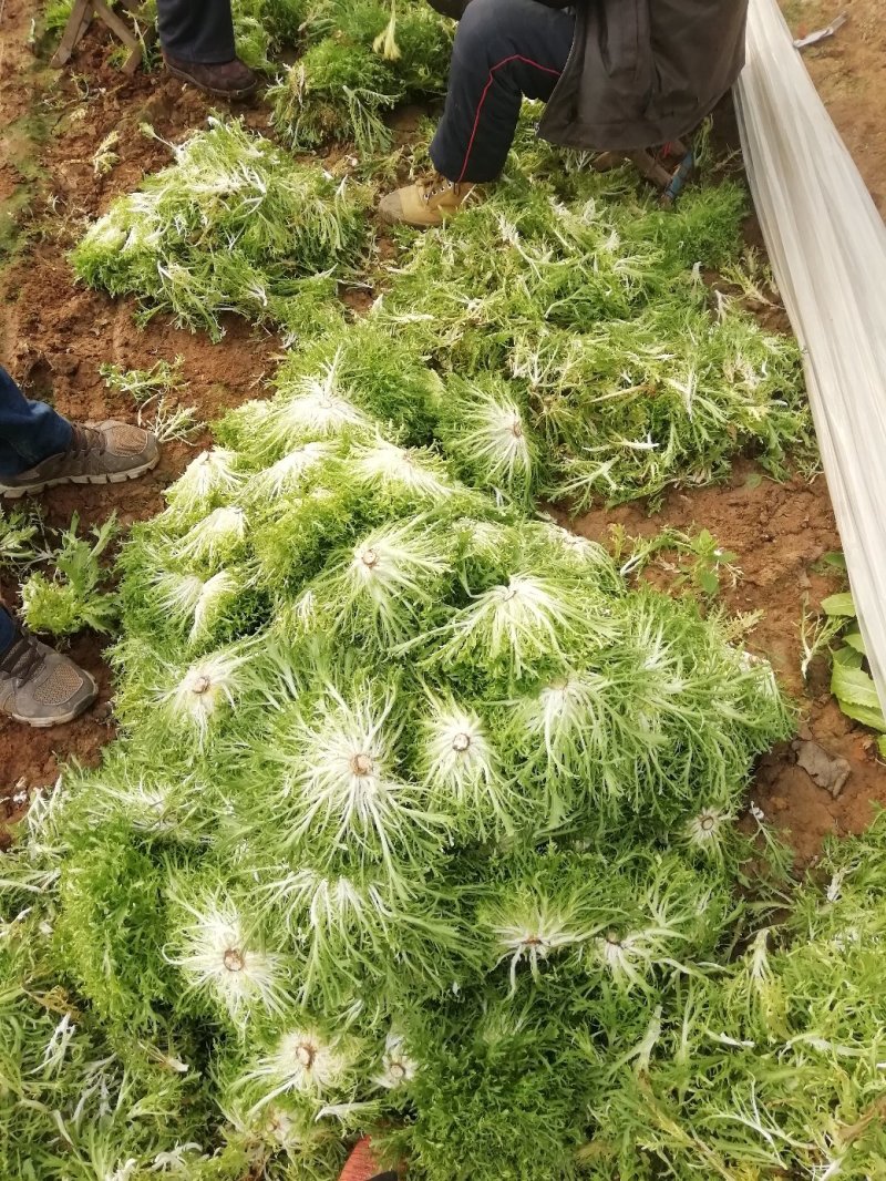 苦菊