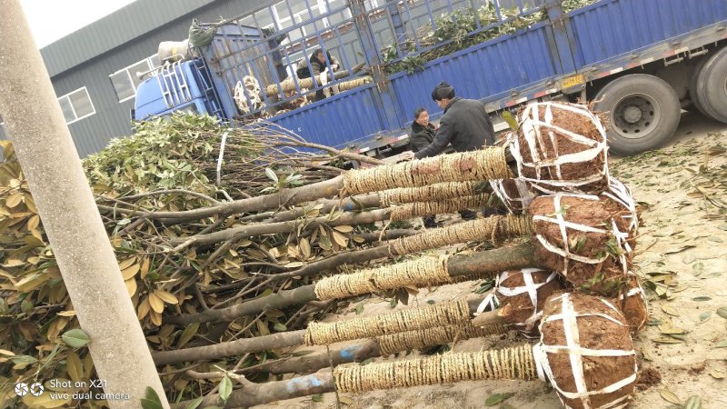 大量精品广玉兰米径10公分，上车价350元1株出售