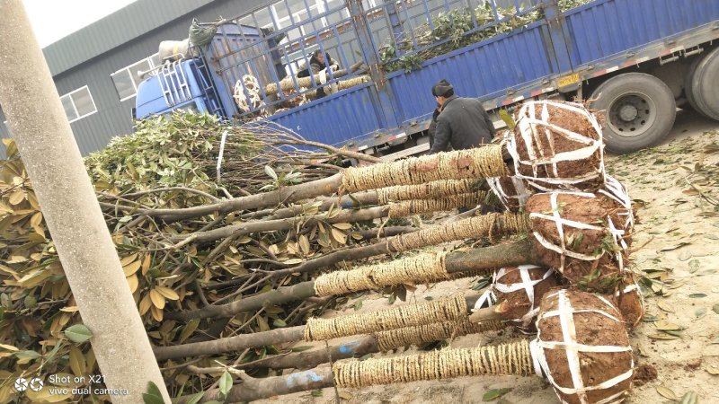 大量精品广玉兰米径10公分，上车价350元1株出售