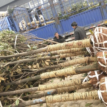 大量精品广玉兰米径10公分，上车价350元1株出售