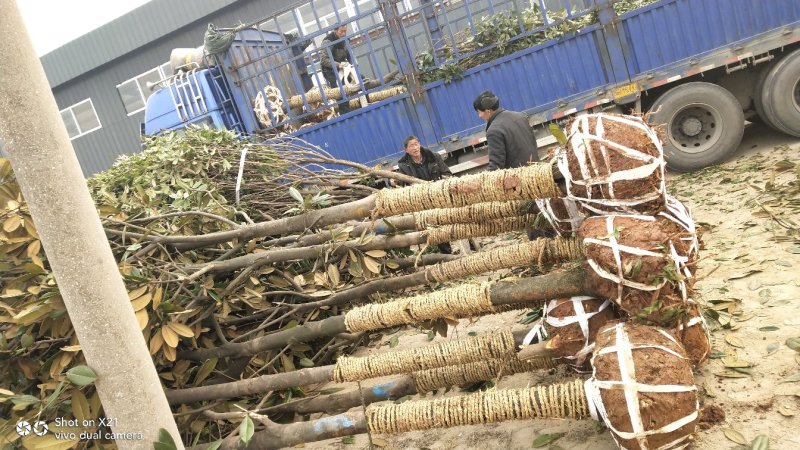 大量精品广玉兰米径10公分，上车价350元1株出售