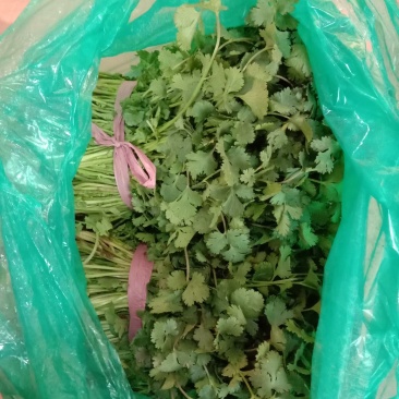 铁杆香菜