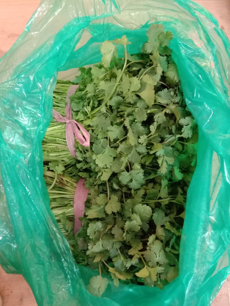铁杆香菜