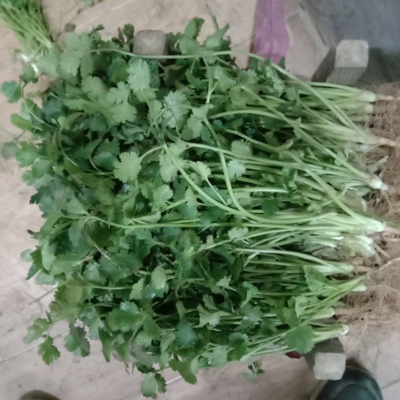 铁杆香菜