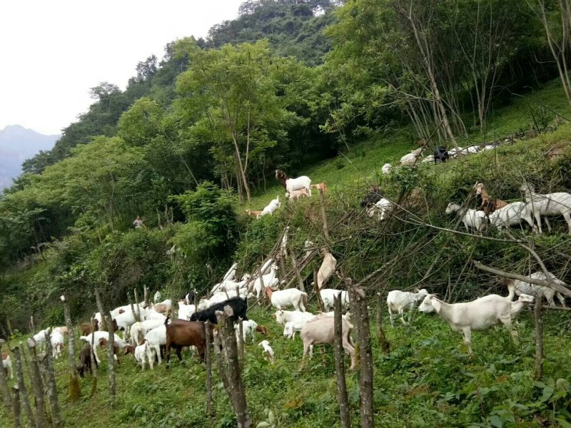 富硒原生态