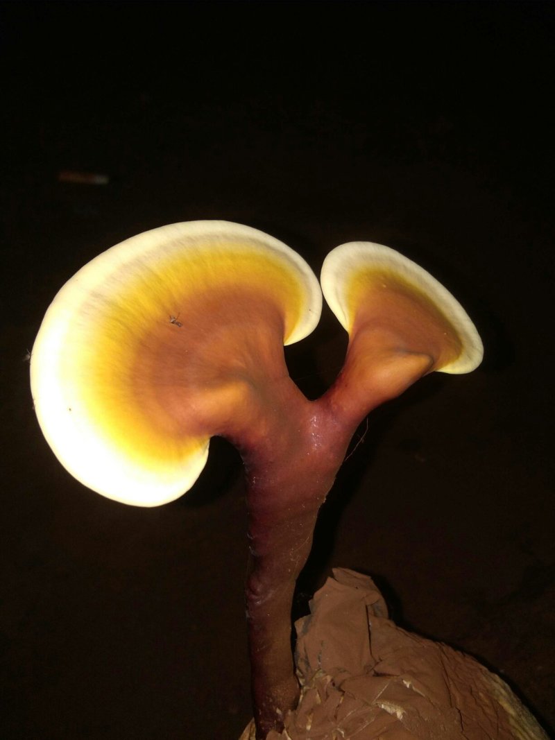 灵芝
