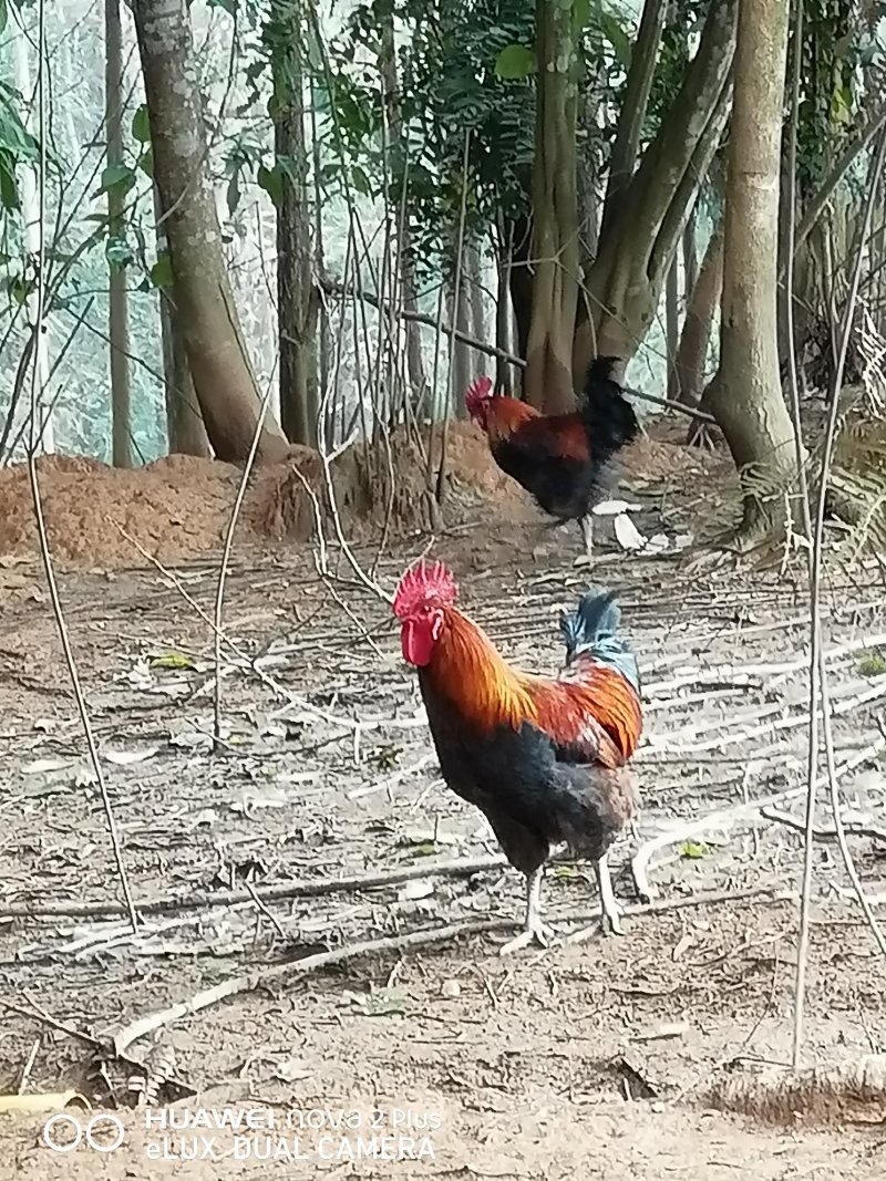 散养土鸡