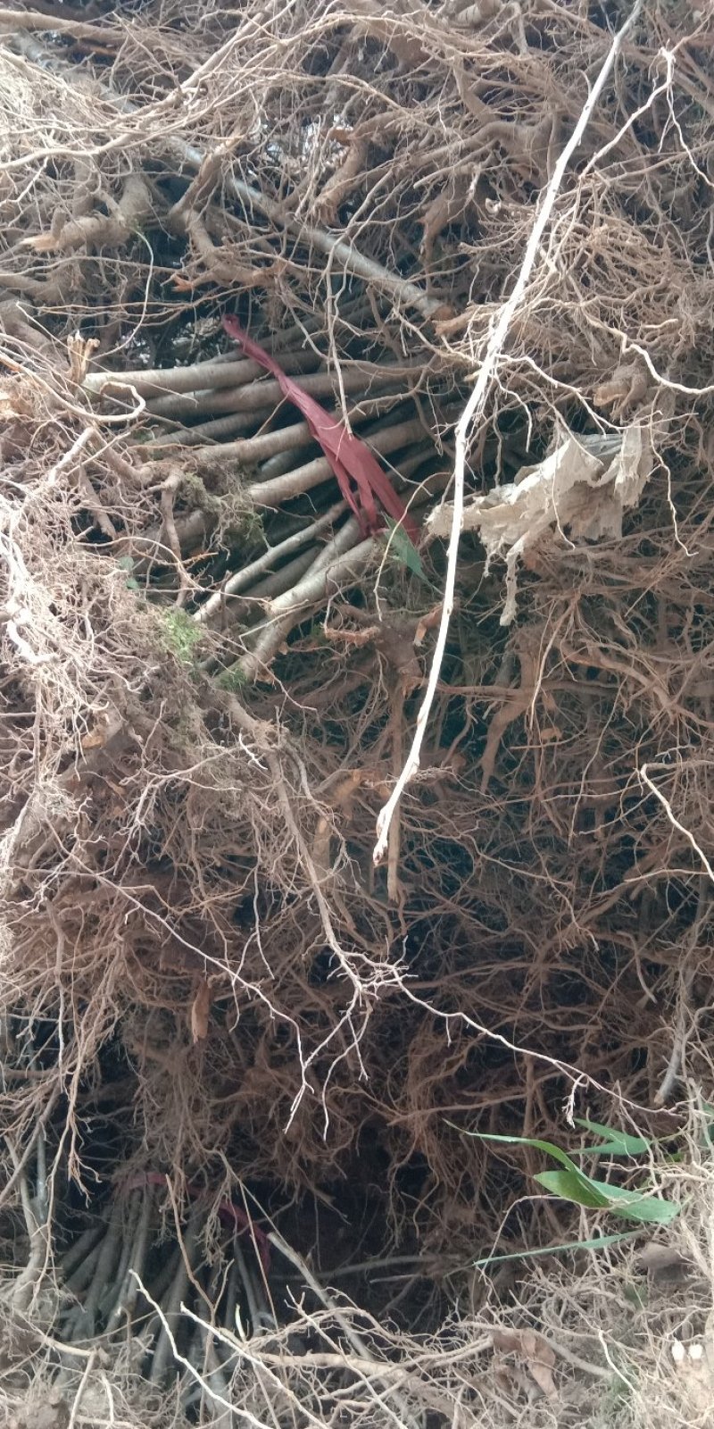 实生樱桃苗无病虫易成活