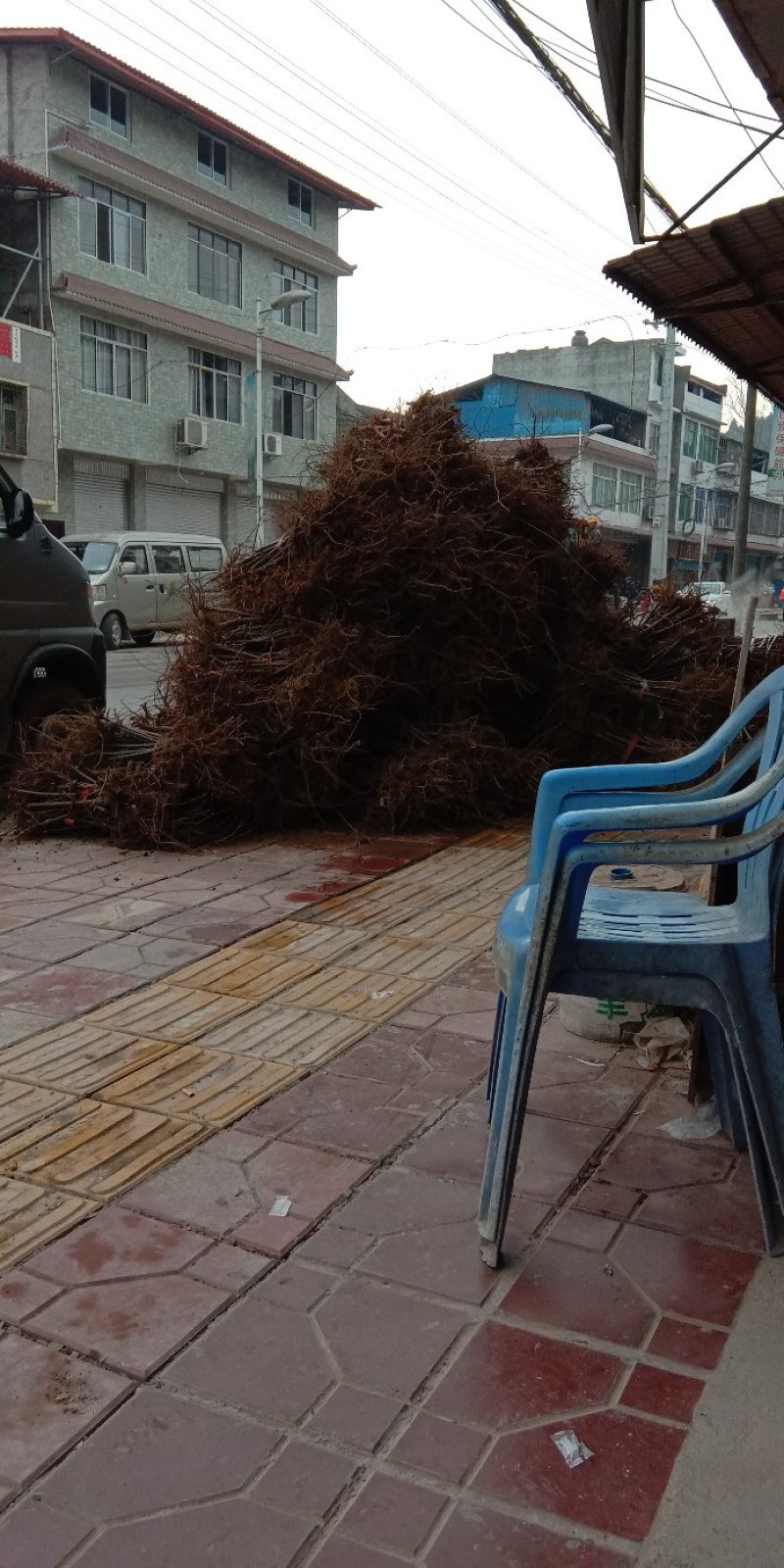 实生樱桃苗无病虫易成活