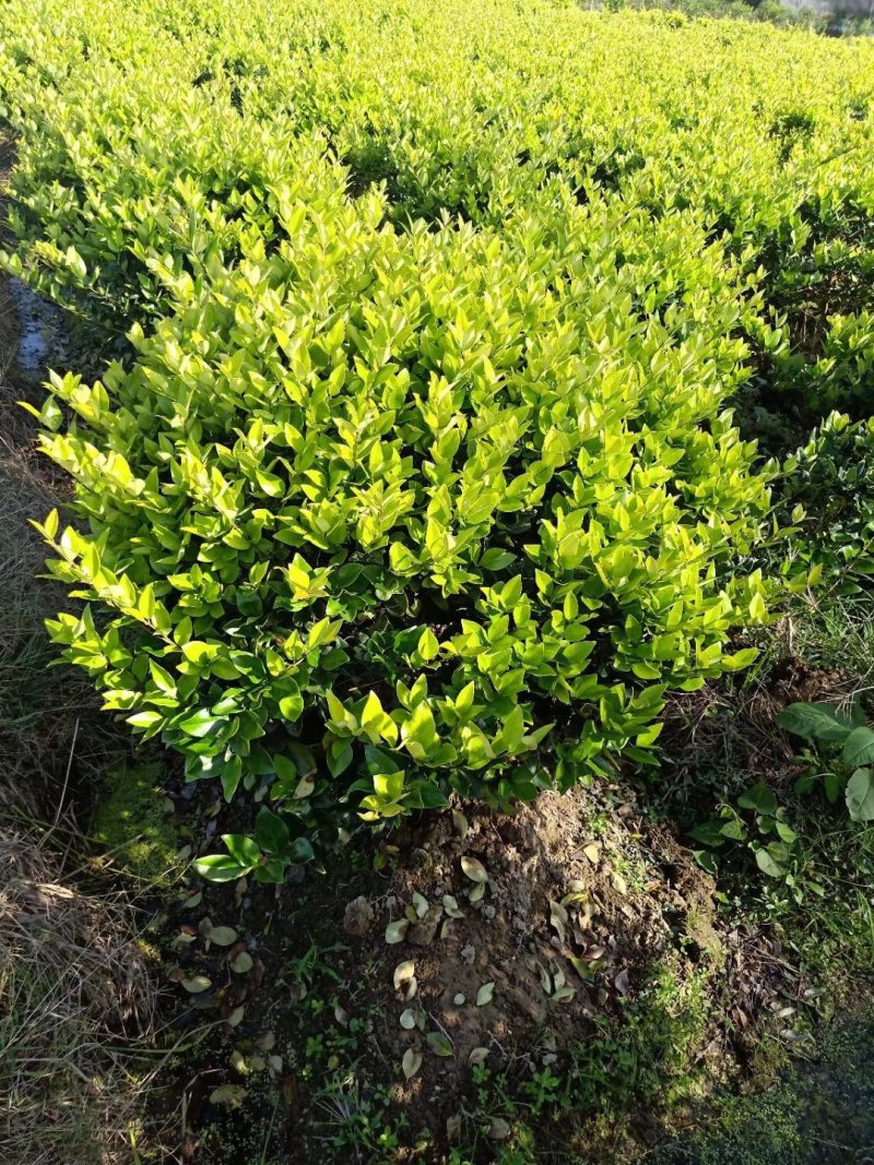 金森女贞球小毛球大杯苗小杯苗均有一米球55装车