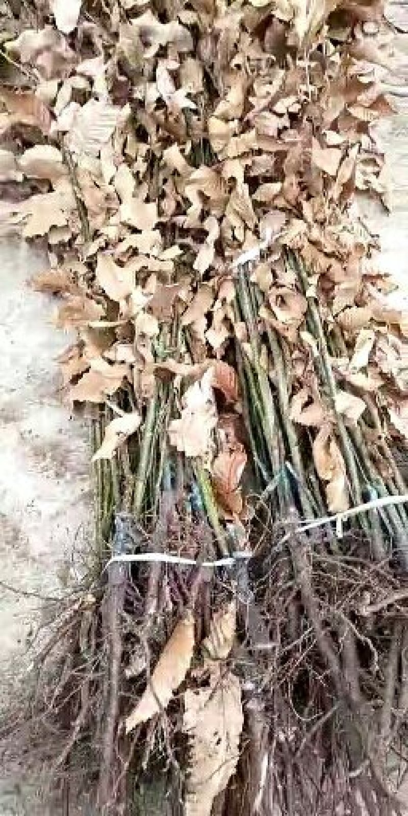 板栗苗，嫁接苗，保证品种，产地直供，支持线上保障交易