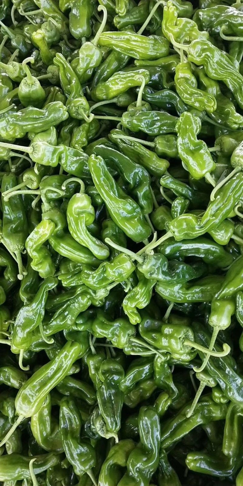 兰陵辣椒，芜湖椒，薄皮辣椒，15～20厘米