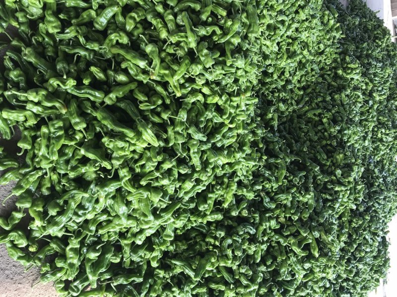 兰陵辣椒，芜湖椒，薄皮辣椒，15～20厘米