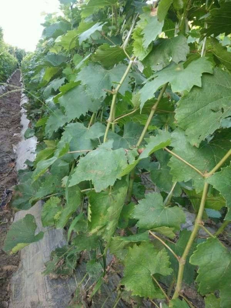 克伦生葡萄苗【基地直销现挖现卖】包成活2年嫁接苗