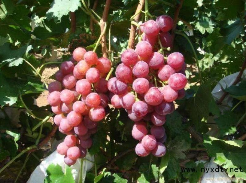 克伦生葡萄苗【基地直销现挖现卖】包成活2年嫁接苗