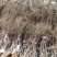 克伦生葡萄苗【基地直销现挖现卖】包成活2年嫁接苗