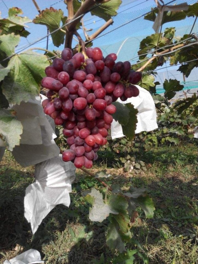 克伦生葡萄苗【基地直销现挖现卖】包成活2年嫁接苗