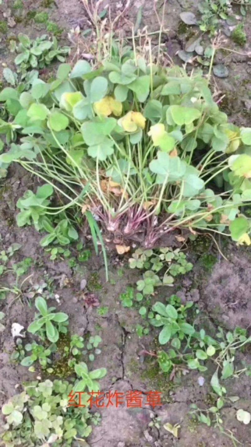葱兰红花炸酱草紫叶炸酱草苗圃大量供应