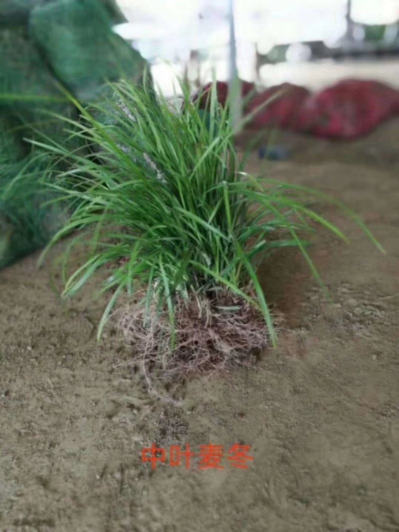 日本矮麦冬中叶麦冬草细叶麦冬草阔叶麦冬金边麦冬草