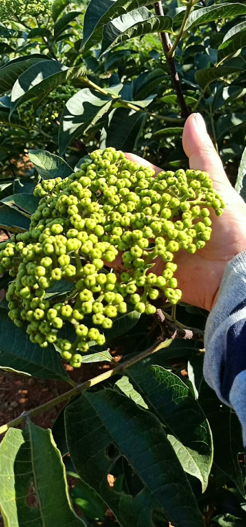 中花吴茱萸苗
