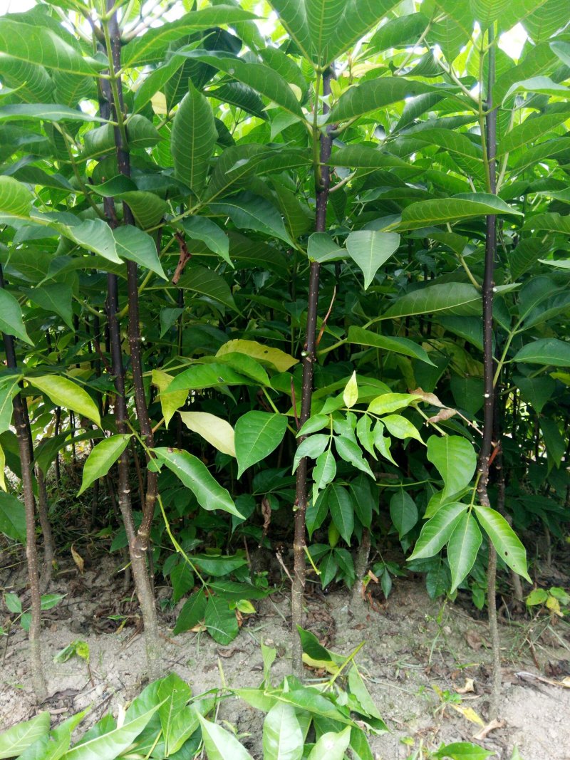 中花吴茱萸苗