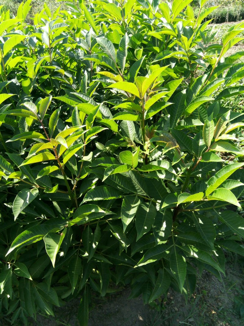 中花吴茱萸苗