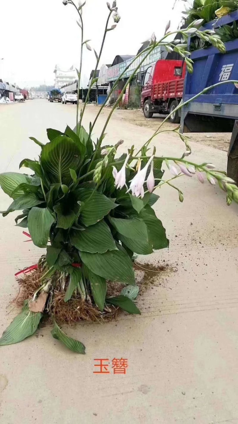 吉祥草大花萱草玉簪金边玉簪苗圃大量供应大小规格均有