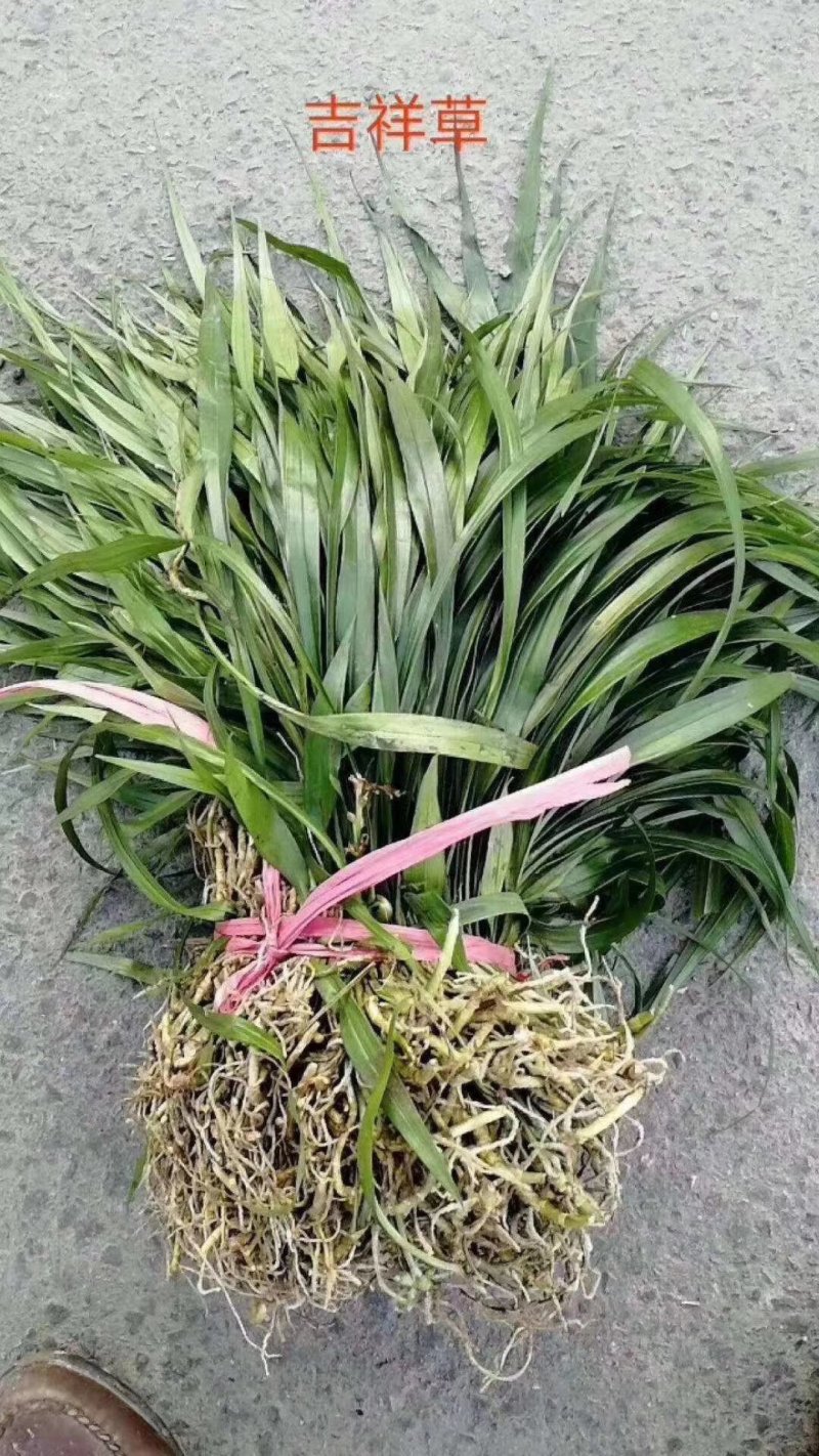 吉祥草大花萱草玉簪金边玉簪苗圃大量供应大小规格均有