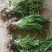 吉祥草大花萱草玉簪金边玉簪苗圃大量供应大小规格均有