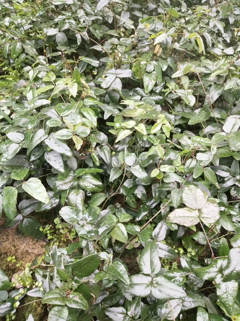 八月瓜苗三叶木通八月炸野香蕉苗甜苗圃幼苗