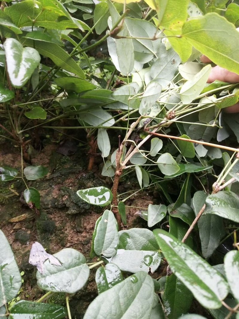 八月瓜苗三叶木通八月炸野香蕉苗甜苗圃幼苗