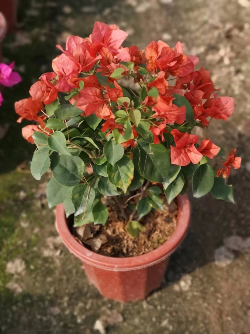 三角梅多色可选各种规格均有苗圃大量供应