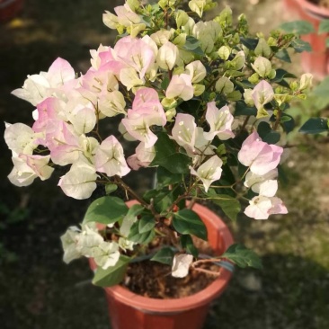 三角梅多色可选各种规格均有苗圃大量供应