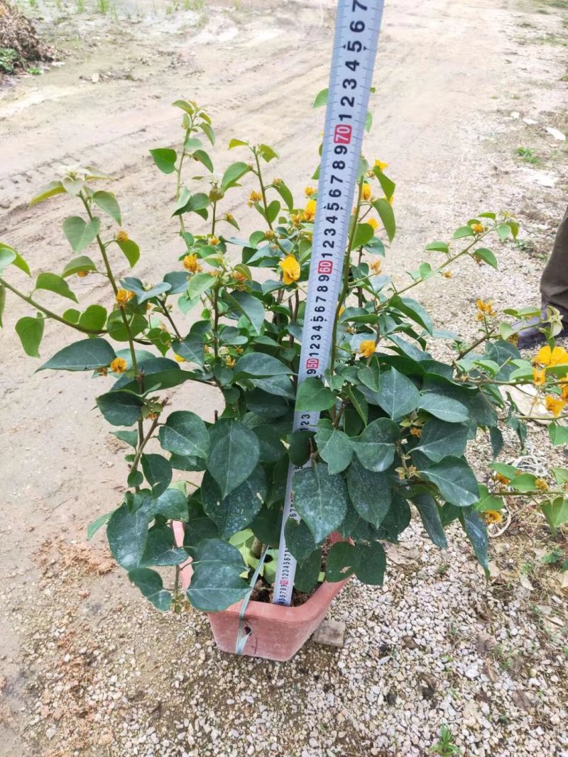 三角梅多色可选各种规格均有苗圃大量供应