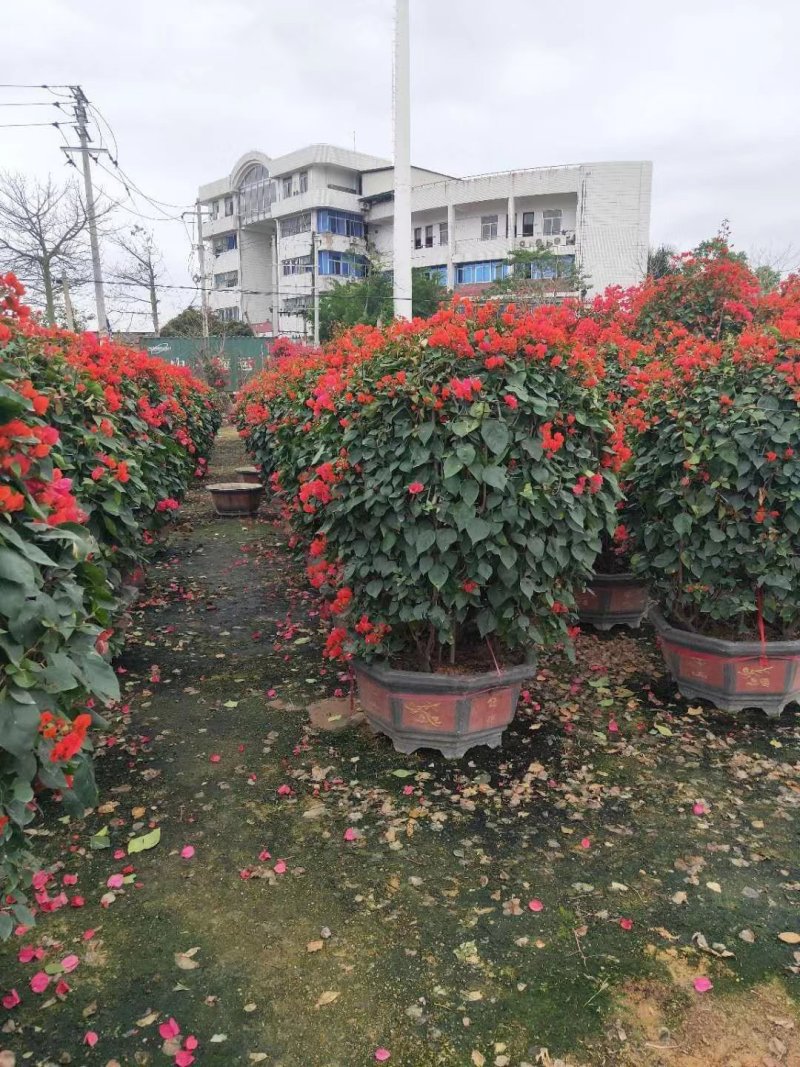 三角梅多色可选各种规格均有苗圃大量供应
