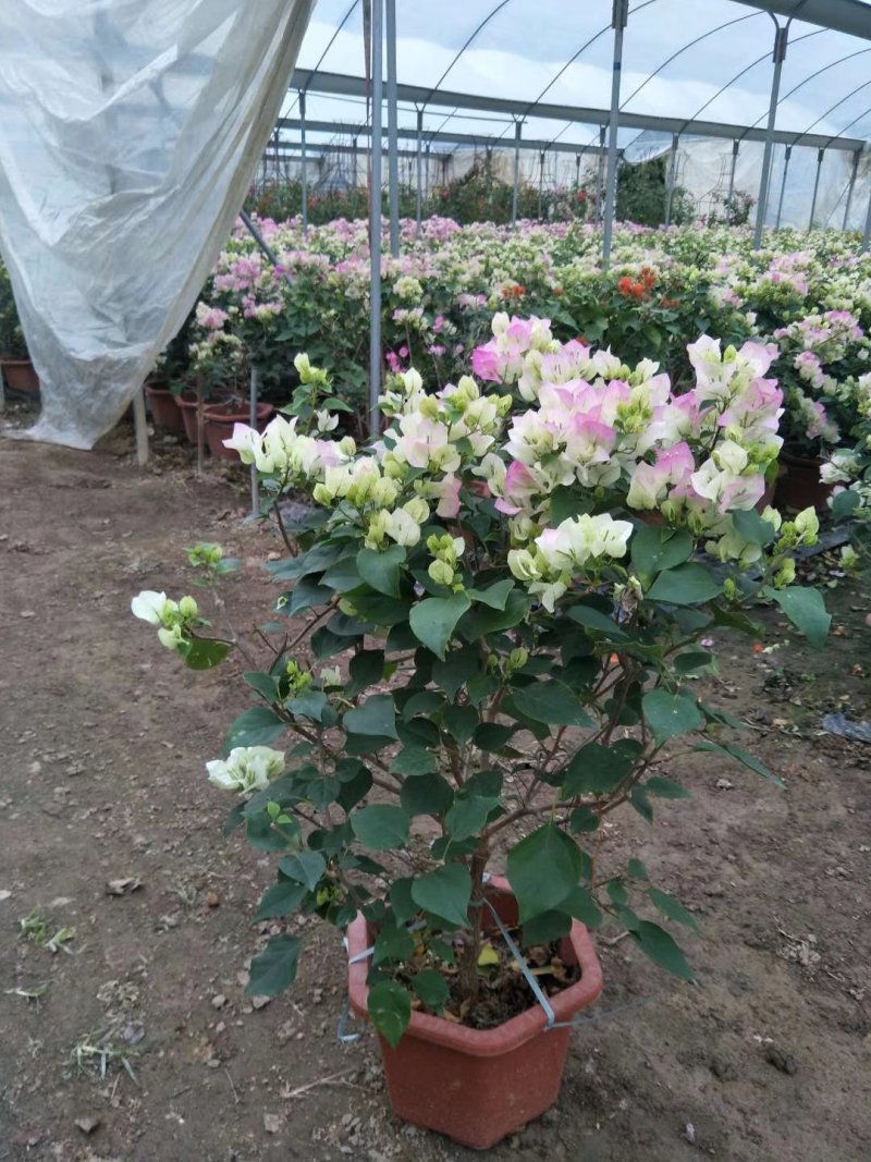 三角梅多色可选各种规格均有苗圃大量供应