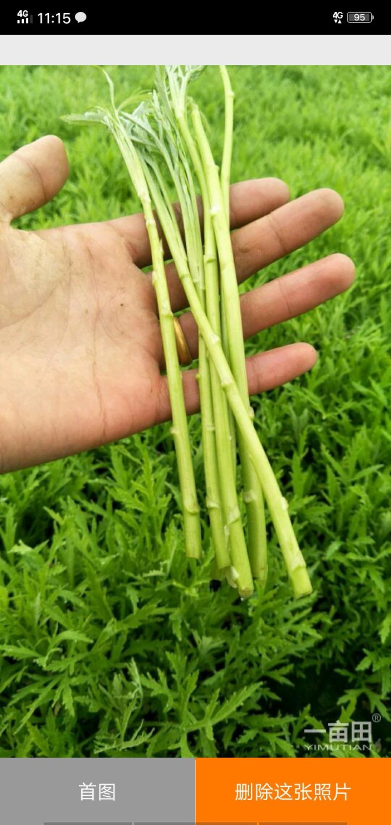 芦篙