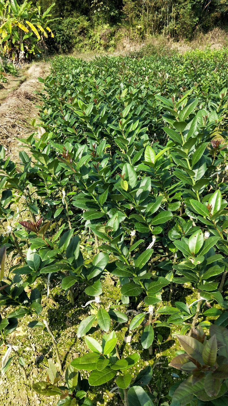 【正品】土柠檬苗，产量高收益快，保证成活率，售后服务