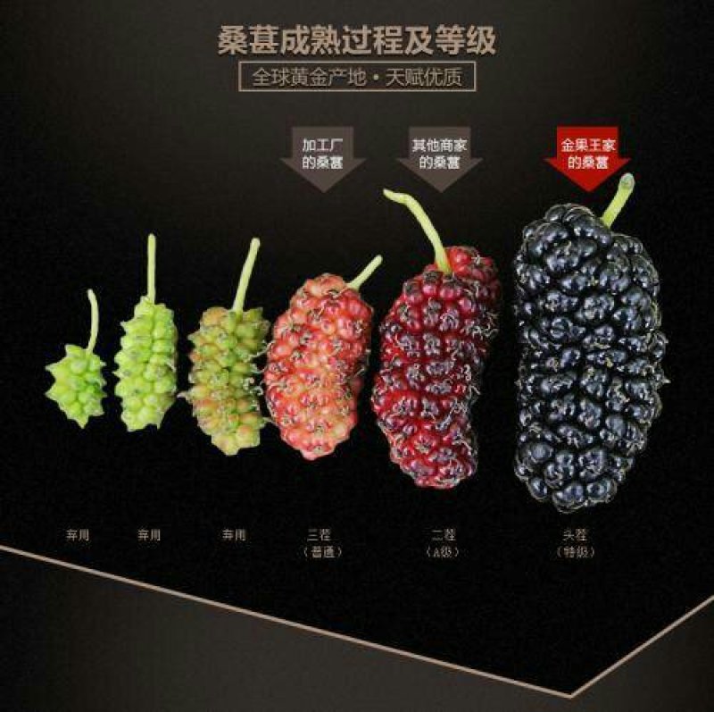 桑果～优质桑果欢迎酒厂食品厂药材商干果商1斤起批发