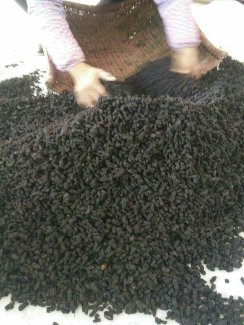 桑果～优质桑果欢迎酒厂食品厂药材商干果商1斤起批发