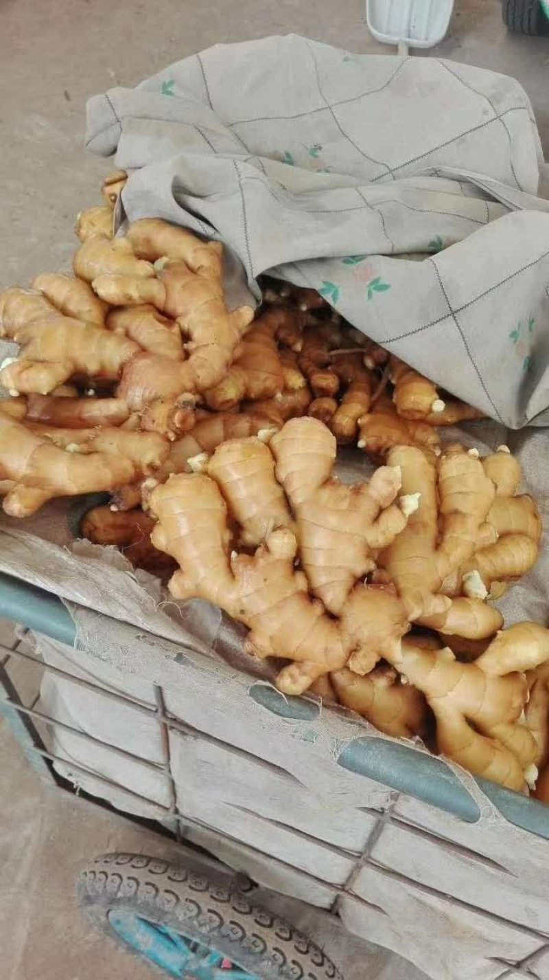 小黄姜种子产地货源充足质量很好大量供应全国发货