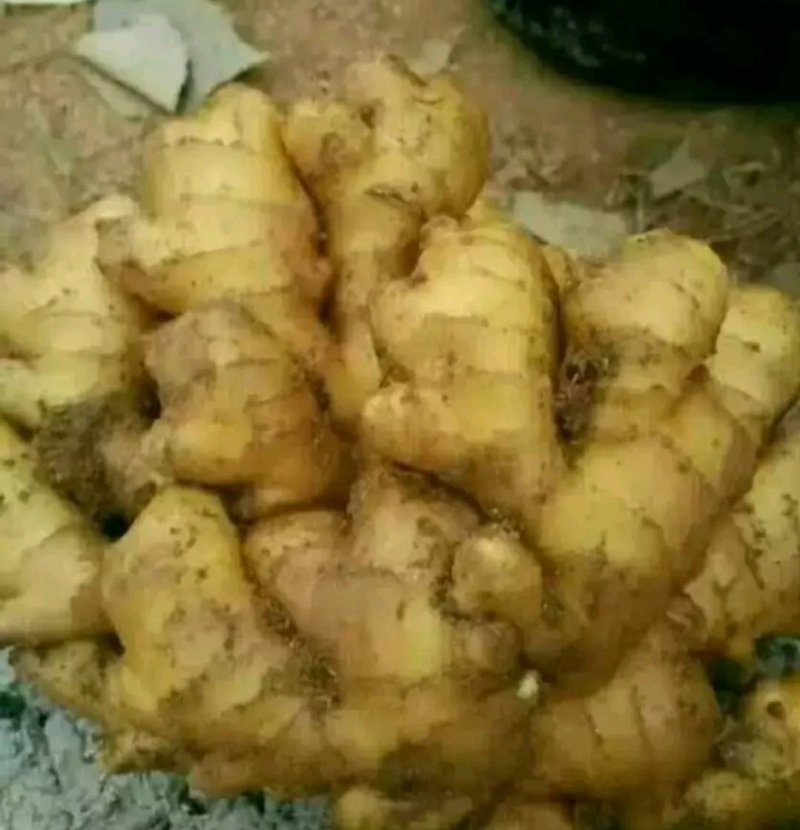 小黄姜种子产地货源充足质量很好大量供应全国发货