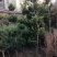 四季桂，八月桂，各种规格的桂花苗木批发